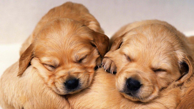Sleeping puppies white surface eyes free wallpaper - medium preview image