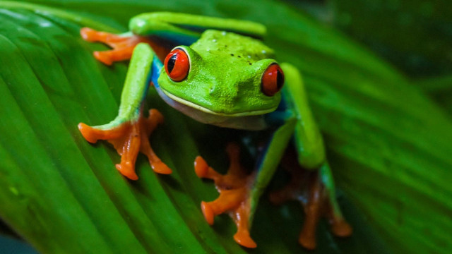 Red eyed frog leaf green free wallpaper - medium preview image