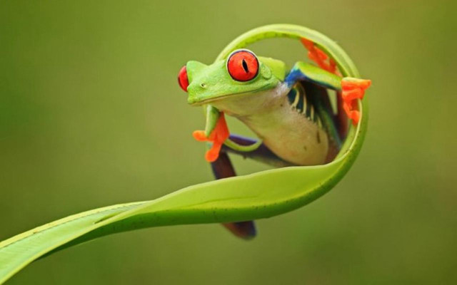 Frog red eyes leaf back free wallpaper - medium preview image