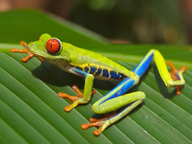 Green frog red eye leaf free wallpaper - medium preview image