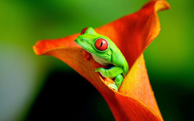 Green frog red eyes flower #2 free wallpaper - medium preview image