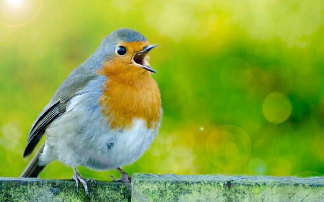Red breasted blue bellied bird free wallpaper - medium preview image
