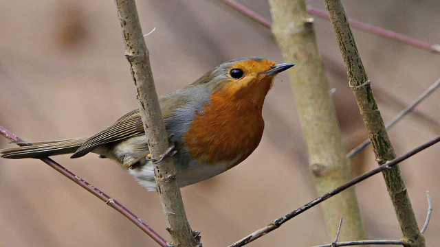 Small bird perched tree branch #9 free wallpaper - medium preview image