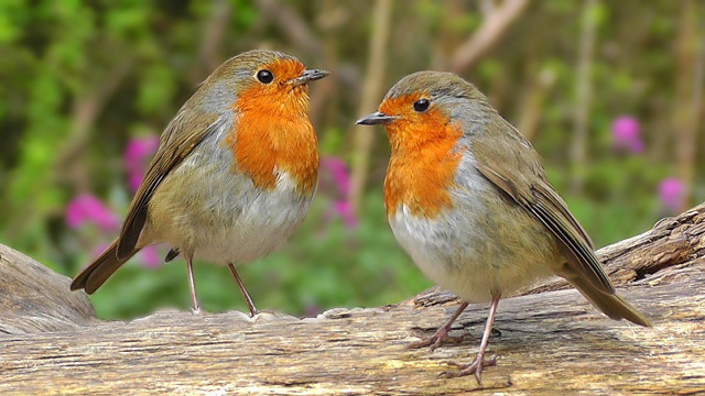 Birds branch pink flowers blurry free wallpaper - medium preview image