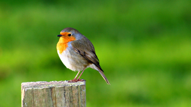 Small bird perched wooden post free wallpaper - medium preview image