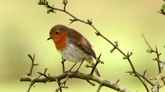Small bird perched tree branch #3 free wallpaper - medium preview image