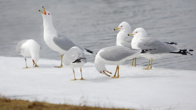 Seagulls snow covered beach water free wallpaper - medium preview image
