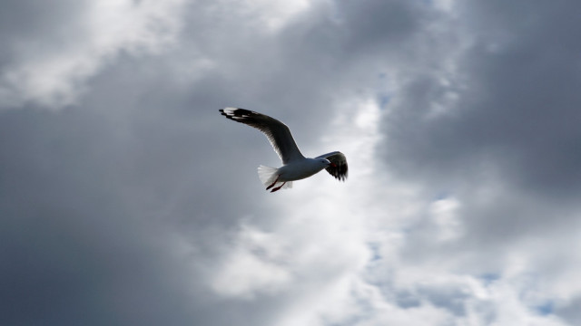 Bird flying cloudy sky air free wallpaper - medium preview image