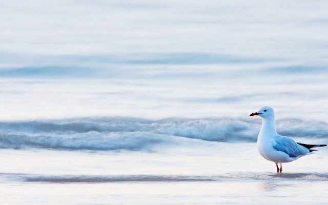 Seagull standing beach looking water free wallpaper - medium preview image
