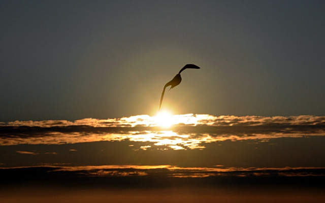 Bird flying sunset sun clouds free wallpaper - medium preview image