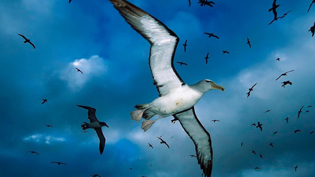 Flock birds flying cloudy blue free wallpaper - medium preview image