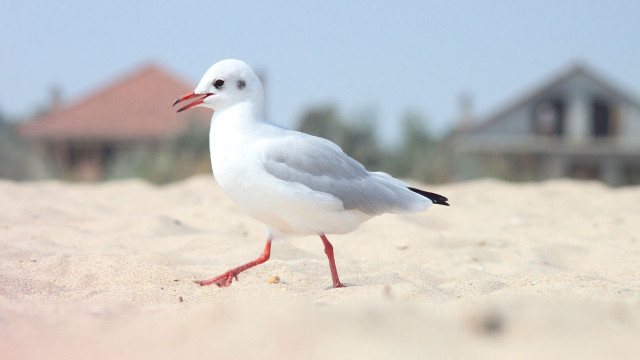 White bird red beak sand free wallpaper - medium preview image
