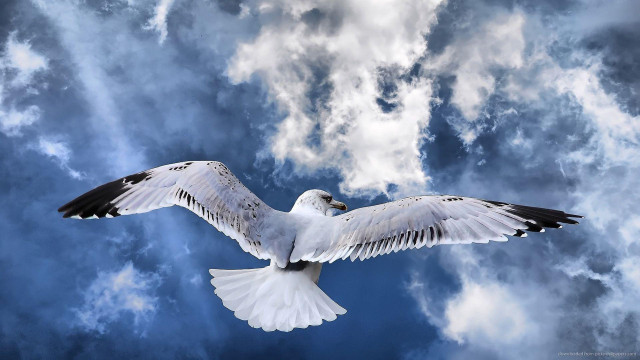 White bird flying cloudy sky #3 free wallpaper - medium preview image