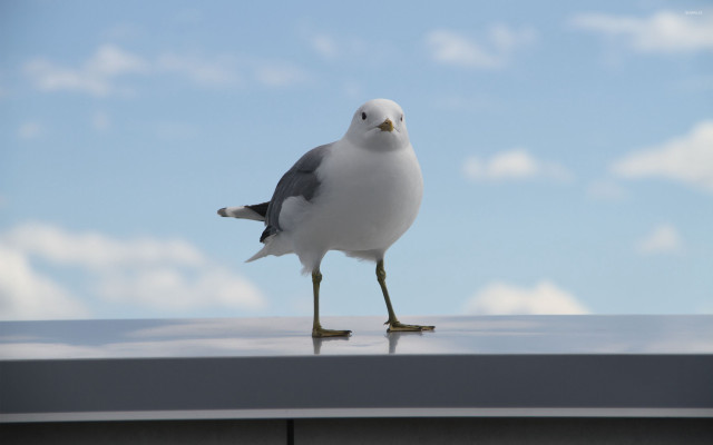Seagull roof legs crossed head free wallpaper - medium preview image