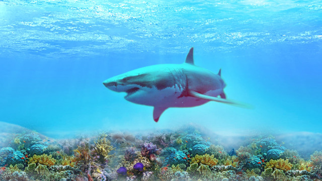 Large white shark coral reef free wallpaper - medium preview image