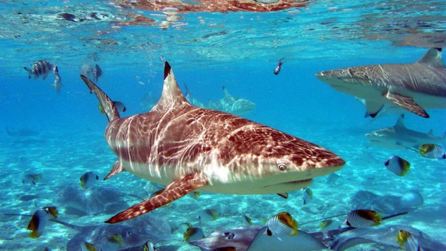 Fish group swimming ocean man free wallpaper - medium preview image