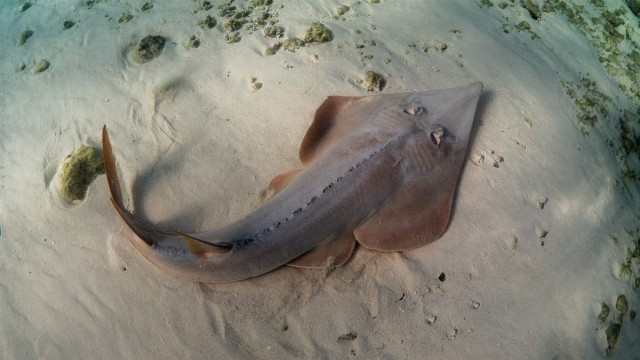 Large fish sandy beach water free wallpaper - medium preview image