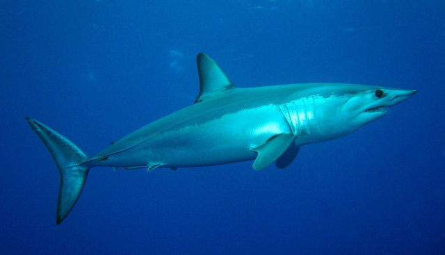 Large white shark swimming ocean free wallpaper - medium preview image