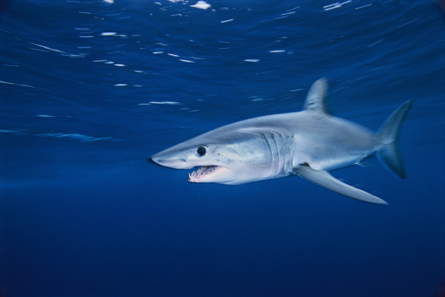White shark open mouth digital free wallpaper - medium preview image