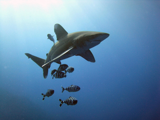 Shark swimming ocean fish group free wallpaper - medium preview image