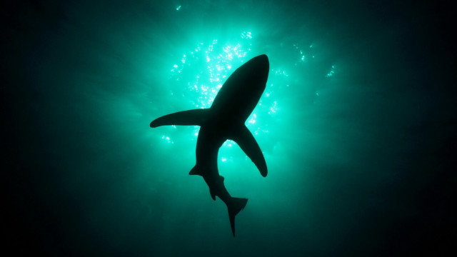 Shark swimming ocean night light free wallpaper - medium preview image