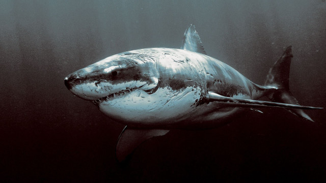 Shark ocean black and white free wallpaper - medium preview image