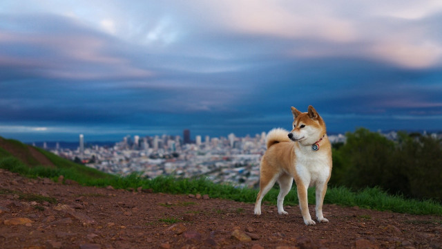 Dog hill city dusk cloudy free wallpaper - medium preview image