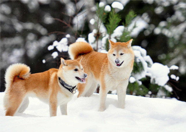 Two dogs standing snow mouths free wallpaper - medium preview image