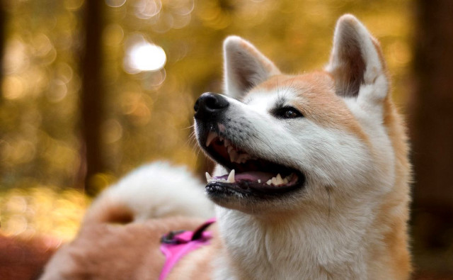 Two dogs woods panting smiling free wallpaper - medium preview image