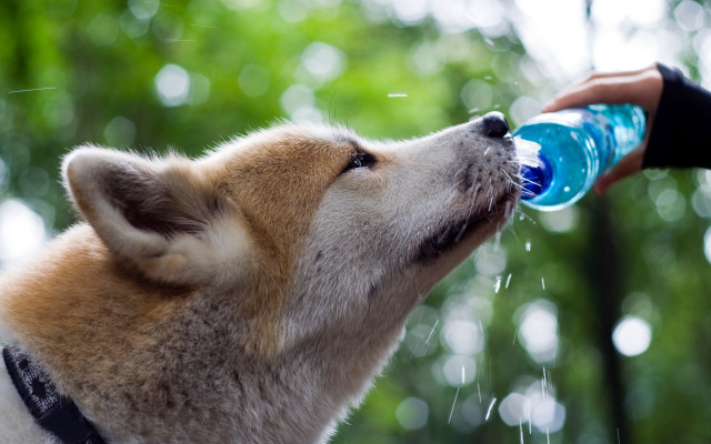 Dog drinking water bottle hand free wallpaper - medium preview image