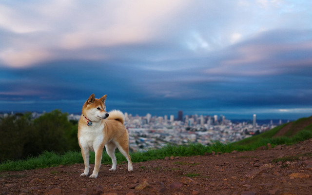 Dog hill city dusk clouds #3 free wallpaper - medium preview image