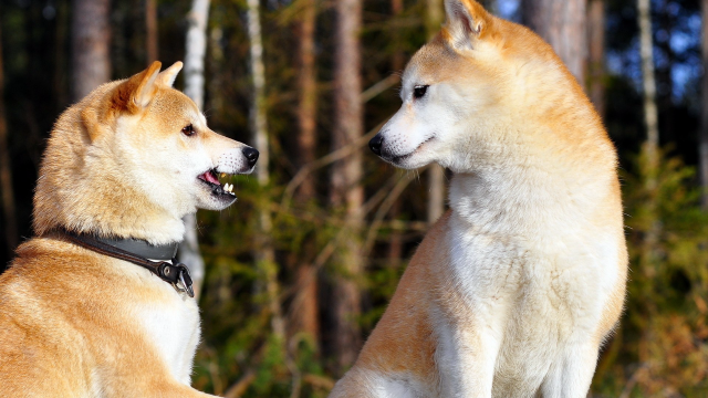 Dogs woods balance blurry depth free wallpaper - medium preview image