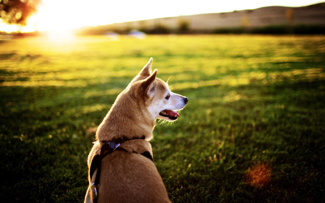 Dog sitting grass looking up #3 free wallpaper - medium preview image