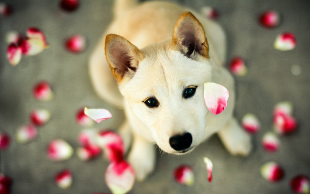 White dog blue eyes rose free wallpaper - medium preview image