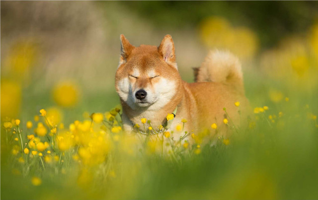 Dog laying field flowers grass free wallpaper - medium preview image