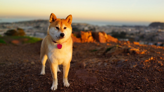 Dog dirt hill city sunset free wallpaper - medium preview image