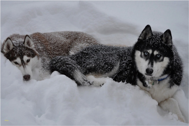 Dogs snow snowballs sad looks free wallpaper - medium preview image