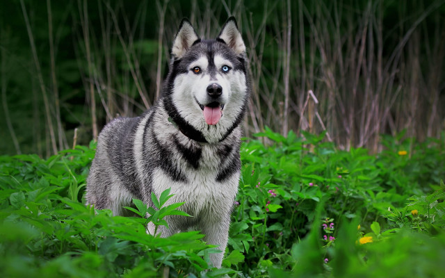 Husky dog field green plants free wallpaper - medium preview image