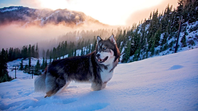 Husky dog snow mountains clouds free wallpaper - medium preview image