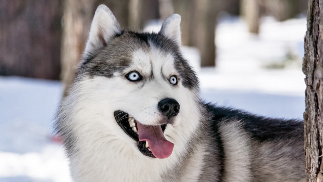 Husky blue eyes tree snow free wallpaper - medium preview image