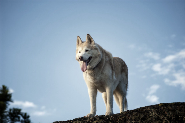 White dog tongue rock blue free wallpaper - medium preview image