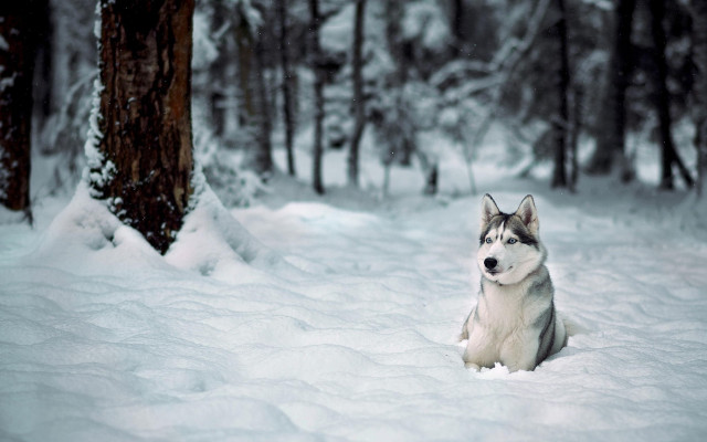 Husky sitting snow forest bw free wallpaper - medium preview image