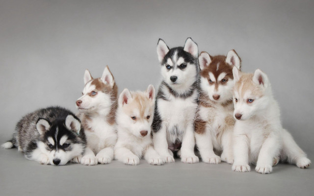 Husky puppies sitting gray background free wallpaper - medium preview image