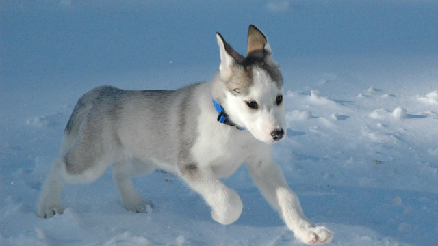 Husky running snow paw air free wallpaper - medium preview image