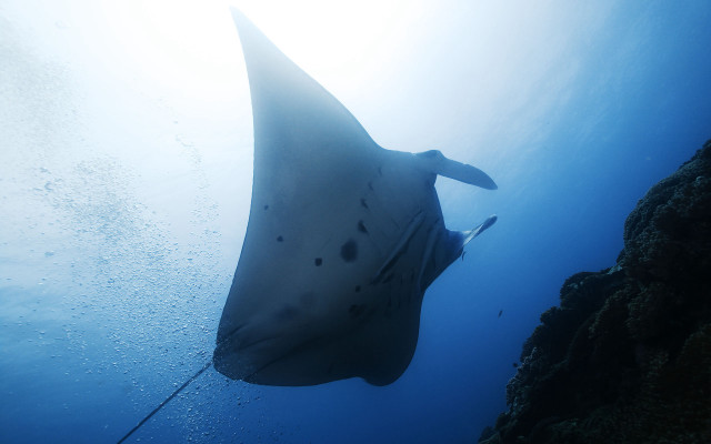 Large fish swimming ocean rock free wallpaper - medium preview image