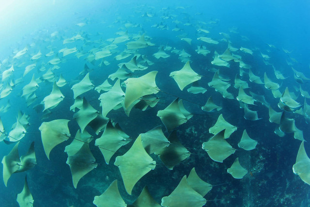 Large group fish swimming ocean #5 free wallpaper - medium preview image