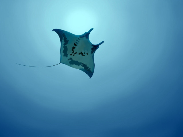 Stingfish blue black underwater gradient free wallpaper - medium preview image