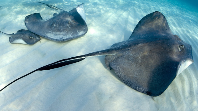 Stingrays swimming ocean beach sand free wallpaper - medium preview image