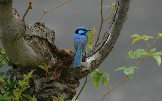 Blue bird tree branch leaves #2 free wallpaper - medium preview image