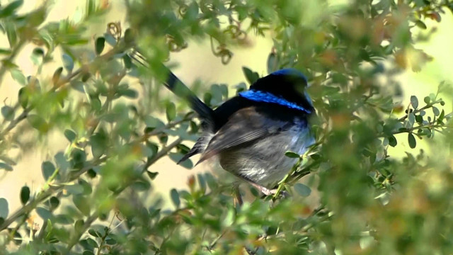 Blue bird tree branch leaves free wallpaper - medium preview image